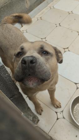 Image 5705-Cruce de American Bully