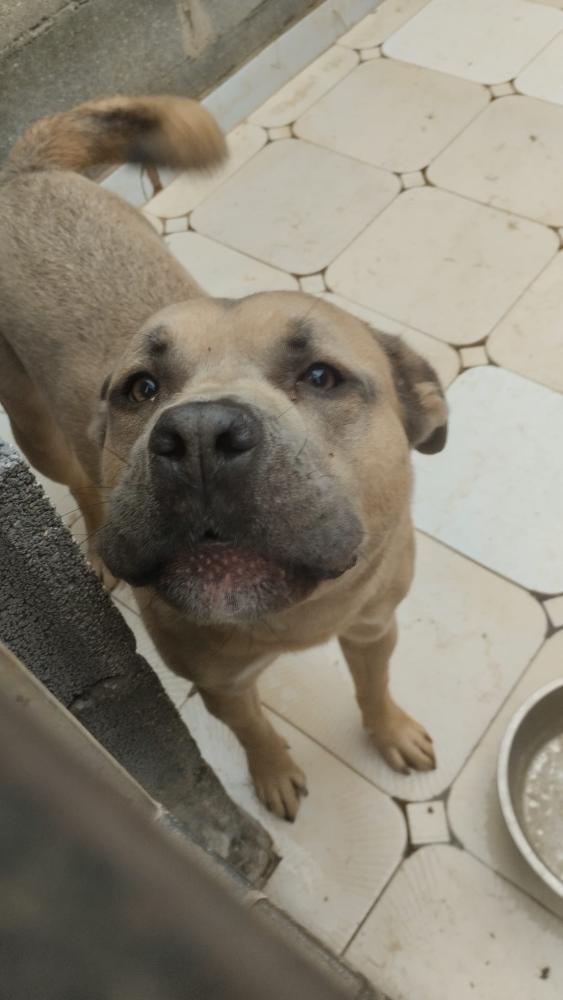 Imagen 5705-Cruce de American Bully